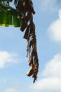Dried banana leaves hanging from the tree Royalty Free Stock Photo