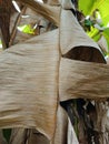 The dried banana leaves are still hanging on the tree Royalty Free Stock Photo