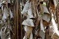 Dried banana leaves. Banana tree garden. Banana trees around the village. Banana fields. Klaras or daun pisang kering Royalty Free Stock Photo