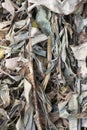 Dried fallen banana tree leaves, closeup abstract texture Royalty Free Stock Photo