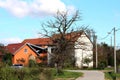 Dried bare massive old tree with multiple branches without leaves growing next to paved road in front of suburban family houses