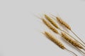 Dried Barley rice on isolate white background.Dried flower on white. Royalty Free Stock Photo