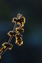 Dried basil plant