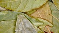 Dried bay leaf to season a stew Royalty Free Stock Photo