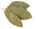 Dried Bay leaves Royalty Free Stock Photo