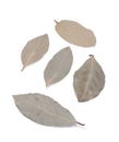 Dried bay leaves Royalty Free Stock Photo
