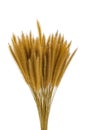 Dried bayley rice on white background