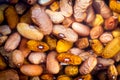 Dried Beans in Water soaking Before Use Royalty Free Stock Photo