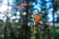 Dried beech leaf at wintertime sunset