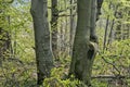 Dried beech trees