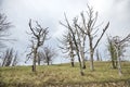 Dried beech trees