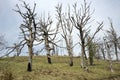 Dried beech trees