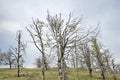 Dried beech trees