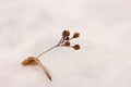 Dried berries of a tree with a leaf in the snow. Place for text.