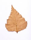 Dried birch leaf