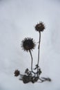 Dried black eyed susan plants against a snow white background.