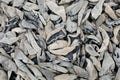 Dried black fungus Royalty Free Stock Photo