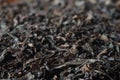 Dried black tea leaves macro Royalty Free Stock Photo