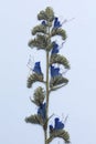 Dried blue Echium vulgare, known as viper\'s bugloss and blueweed flower on a white background.