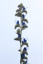 Dried blue Echium vulgare, known as viper\'s bugloss and blueweed flower on a white background.