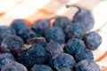 Dried blueberry fruit lying on the napkin. High detailed close up with selective focus