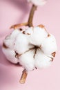 Dried bolls with cottonwool close up on pink Royalty Free Stock Photo