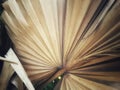 Dried borassus palm leaf, mature leaves of suitable size, a thorn on the limb of a plant.