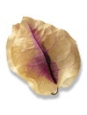 Dried bougainvillea leaf on a white background