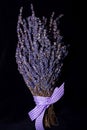 Lavender on a black background