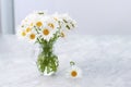 Dried bouquet of white daisies flowers in transparent glass vase on the light gray table in the interior copy space Royalty Free Stock Photo