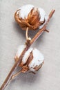 Dried branch of cotton plant on cotton fabric Royalty Free Stock Photo