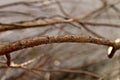 Dried branch, Dead Plants,Brown wood Royalty Free Stock Photo
