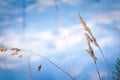 Dried branch in a field against a background of white snow backlit by the rays of the bright sun Royalty Free Stock Photo