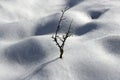 Dried branch lonely tree snow dunes desert Royalty Free Stock Photo