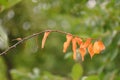 Dried branch Royalty Free Stock Photo