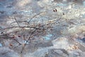 Dried branch on melted snow