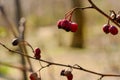 Dried branch on a spring day