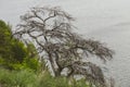 Dried branched pine on the cliff