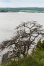 Dried branched pine on the cliff