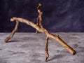 Dried branched walnut tree branch on gray concrete board