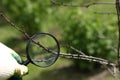 Gardener inspects not overwintered apricot