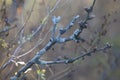 Dried branches in garden