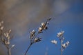 Dried branches on the sky background in garden