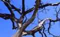 Dried branches of gloomy dead tree with sky Royalty Free Stock Photo