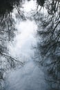 Dried branches reflection in calm water, dead tree, quiet background