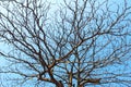 Dried branches and sky