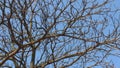 Dried branches and sky