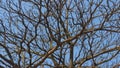 Dried branches and sky