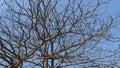 Dried branches and sky