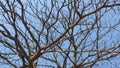 Dried branches and sky